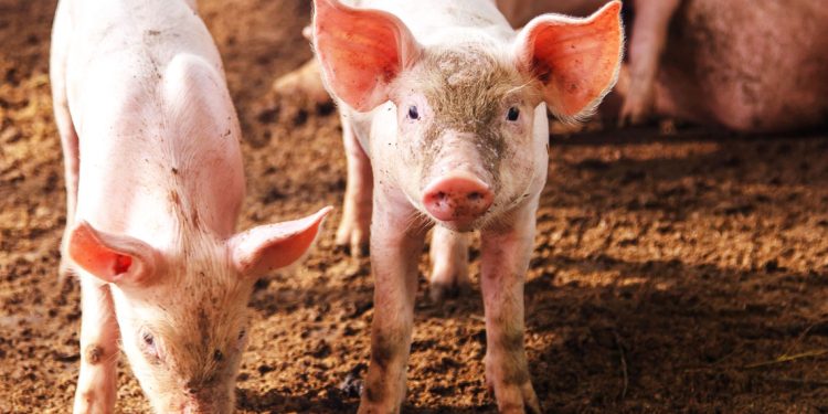 AGRICULTURE ET ÉLEVAGE : Les ambitions agripreneuriales de Hugues Rakotomanana