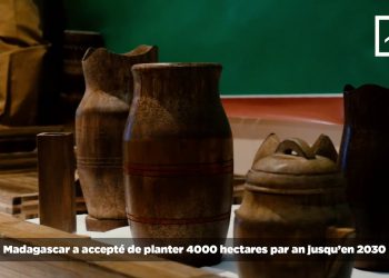 LE BAMBOU – UN POTENTIEL ÉLEVÉ POUR MADAGASCAR