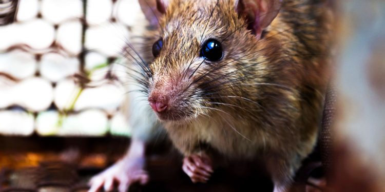 SANTÉ : La peste fait deux morts