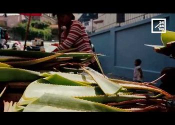 L&rsquo;ALOE ET SES VERTUS