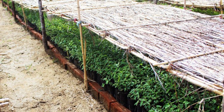 ENVIRONNEMENT : 160 000 arbres à planter à l’intérieur du Parc national de l&rsquo;Isalo