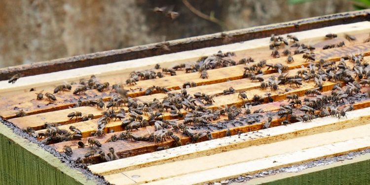 VARROASE : Menace sur la filière apicole