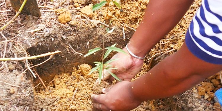 ENVIRONNEMENT : Restaurer la forêt en reboisant 40 000 ha de terrain par an