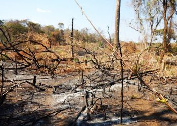 ENVIRONNEMENT : Des migrants cultivent à l’intérieur du parc d’Ankarafantsika