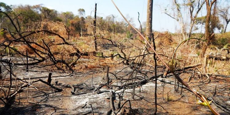 ENVIRONNEMENT : Des migrants cultivent à l’intérieur du parc d’Ankarafantsika