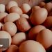 INDICE DES PPN DU MOIS D’AVRIL