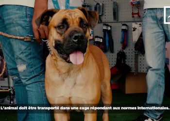 IMPORTATION DE CHIENS