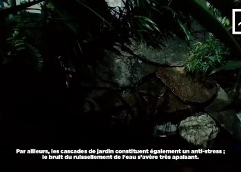 LES PLANTES – DÉCORATION DE LA MAISON