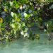 BIODIVERSITÉ – Les mangroves au service de la communauté