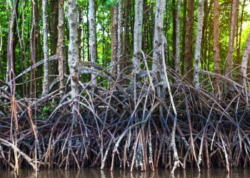 GESTION DES RESSOURCES NATURELLES : Le manque de coordination entre ministères pointé du doigt