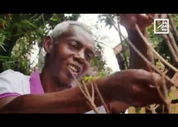 ARTISANAT ISSU DES MANGROVES
