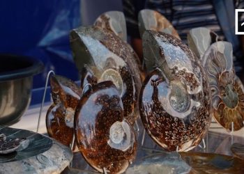 AMMONITE ET CÉLESTITE – LES CARRIÈRES S&rsquo;ÉPUISENT