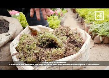 JARDINAGE : CHOISIR LE BON ENGRAIS
