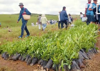 REBOISEMENT : OUVERTURE DE LA CAMPAGNE ANNUELLE À FIRARAZANA
