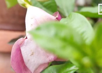 JARDIN: LA ROSE ET L&rsquo;ALLAMANDA À LA LOUPE