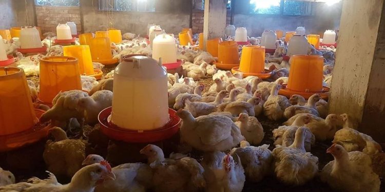 ?AKOHO FAKANA NOFO – 5 000 ariary no hivarotana ny iray kilao lanja velona.