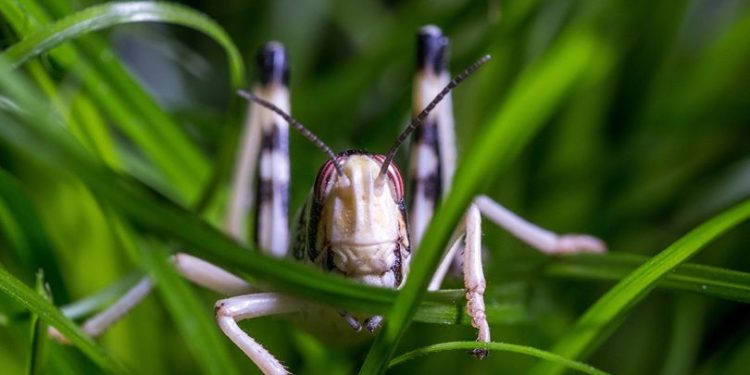 CATASTROPHE NATURELLE : Une invasion de criquets pèlerins signalée un peu partout dans le monde
