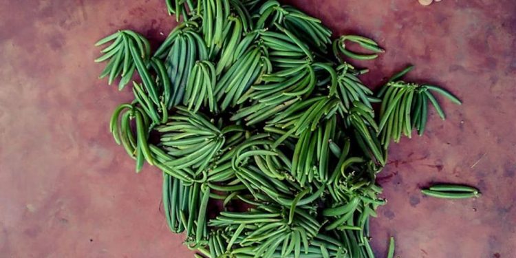 ?LUTTE CONTRE LES VOLS DE VANILLE VERTE – Le poinçonnage comme solution