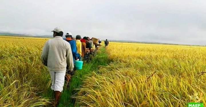 ?RÉCOLTE DU RIZ DE L&rsquo;ALAOTRA : 1098 moissonneurs importés du Vakinakaratra.