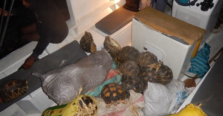 ?CRIMES ENVIRONNEMENTAUX – Trois individus en possession illégale de tortues arrêtés par les forces de l’ordre