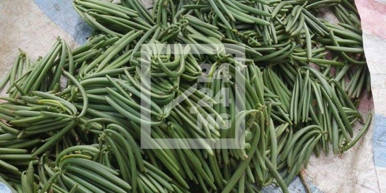 COMMERCE – Soulagement et incertitude à l&rsquo;ouverture de la campagne de vanille verte