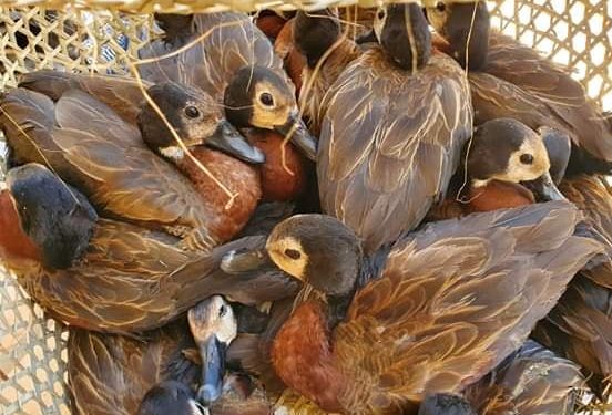 BRACONNAGE – Des oiseaux sauvages et des hérissons saisis au marché de Mahabibo Mahajanga