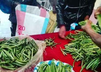 COMMERCE – Le prix de départ de la vanille verte fixé à 40000 ariary à Mahanoro