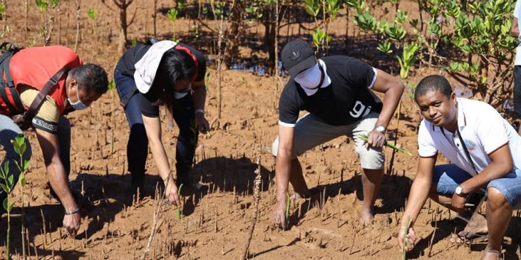 ENVIRONNEMENT – Reforestation de 5000 ha de mangrove à la prochaine campagne de reboisement