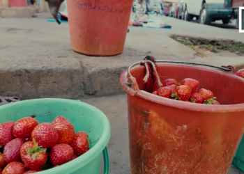 AGRICULTURE ET COMMERCE – Amertume chez les paysans-vendeurs de fraise