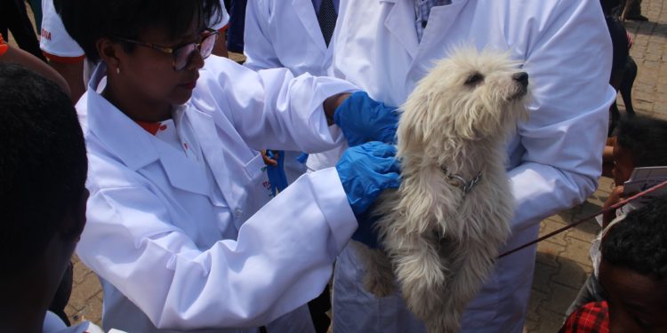 ELEVAGE – Une campagne de vaccination des chiens et des chats contre la rage à partir du 28 Septembre