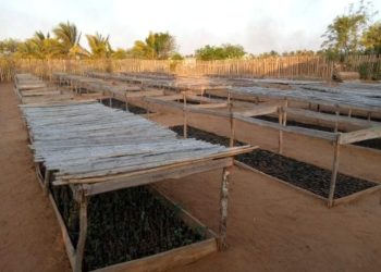 ENVIRONNEMENT – Des arbres utiles pour reboiser dans l&rsquo;Androy