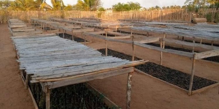 ENVIRONNEMENT – Des arbres utiles pour reboiser dans l&rsquo;Androy