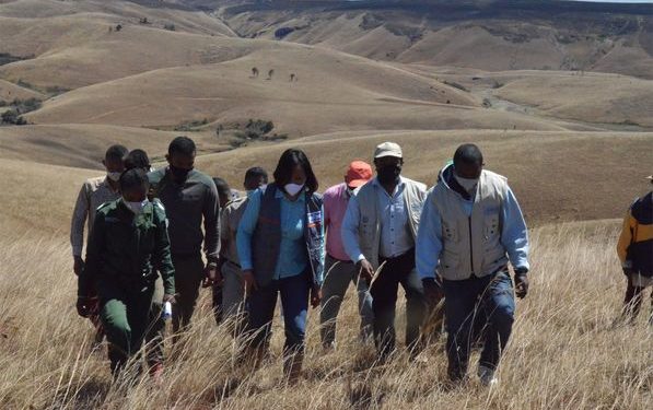 ENVIRONNEMENT – Un taux de réussite estimé à 85% du reboisement massif d&rsquo;Ankazobe
