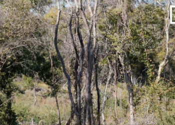 FILIERE BOIS – Les exploitants de bois en rupture de stock et au bout du rouleau