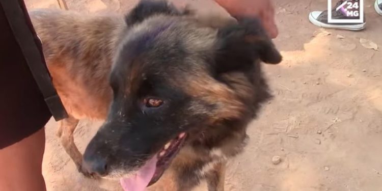 SANTE PUBLIQUE – Une campagne d&rsquo;abattage de chiens errants à Ambatondrazaka ce vendredi dans le cadre de la lutte contre la rage