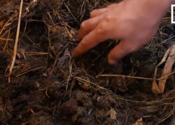 BIOLOGIE : Les vers de terre, le meilleur fertilisant du sol