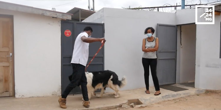 TRANQUILLITE PUBLIQUE : Comment faire pour que l’aboiement du chien ne dérange pas le voisinage ?