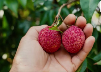 COMMERCE : Des litchis de bonne qualité pour une campagne encore incertaine