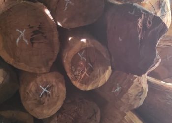 ENVIRONNEMENT – Près de 90 rondins de bois rose saisis à Amparafaravola