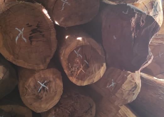 ENVIRONNEMENT – Près de 90 rondins de bois rose saisis à Amparafaravola