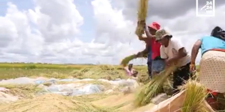 AGRICULTURE – Quand le riz précoce arrive en retard