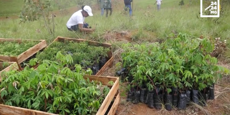 ENVIRONNEMENT – Réussir un reboisement