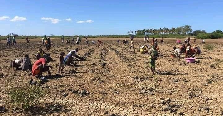 REBOISEMENT – 80 000 pieds de mangroves plantés à Morondava pour restaurer les zones forestières littorales dégradées