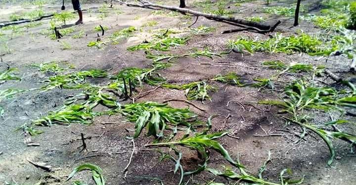 AIRE PROTEGEE – Le ministère de l&rsquo;Environnement détruit les pieds de maïs illégalement plantés dans la réserve naturelle d&rsquo;Andranomena