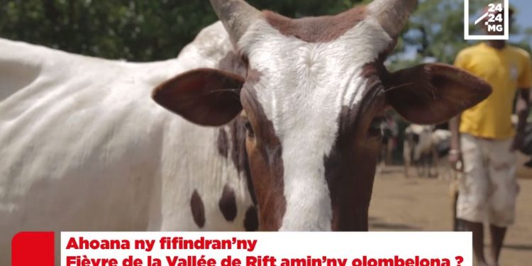 FAHASALAMANA – Valanaretina mpahazo ny biby saingy ahiana hifindra amin’ny olombelona ny Fièvre de la Vallée du Rift