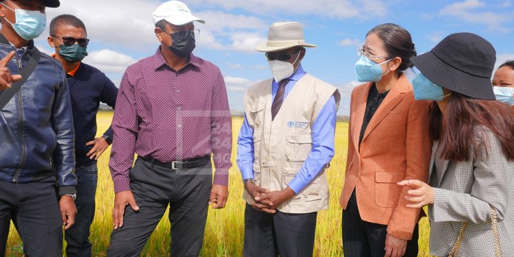 AGRICULTURE – Des semences importées de Chine promettent un rendement rizicole de deux fois plus important sur les sites pilotes d’un projet de coopération Sud-Sud avec la FAO