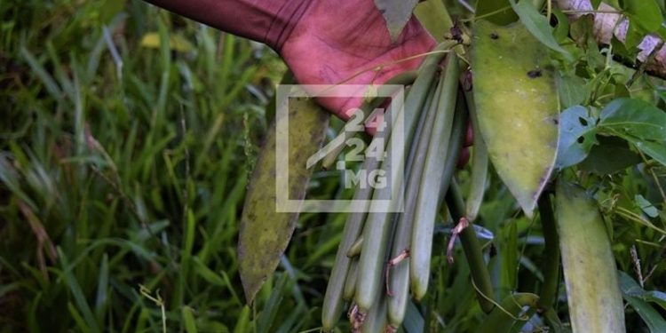 AGRICULTURE – Le ministère de l’Industrie, du commerce et de l’artisanat propose un prix de référence de 75.000 ariary pour la vanille verte