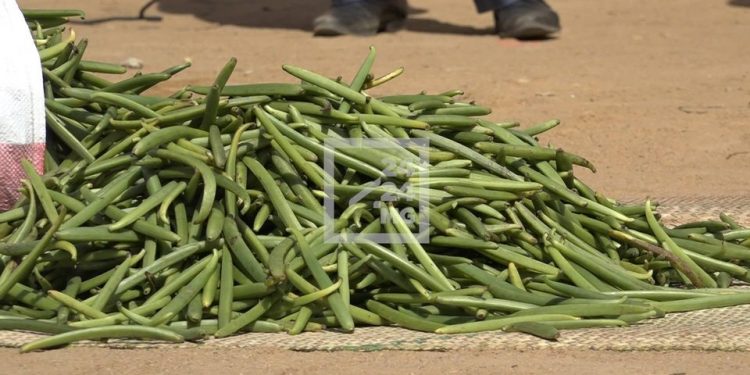 COMMERCE – Des maires de la Sava réclament l’ouverture de la campagne de vanille verte le 21 Juin pour les zones littorales
