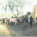 INSECURITE – 425 zébus retrouvés, 30 suspects dans l’attaque de trois villages de Midongy Atsimo arrêtés, selon le ministère de la Défense nationale