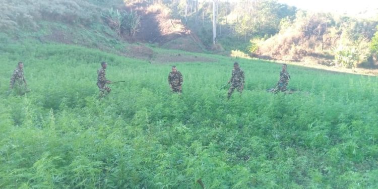 SECURITE : 94 tonnes de cannabis saisis et 26 planteurs de cannabis arrêtés par la gendarmerie de la Diana